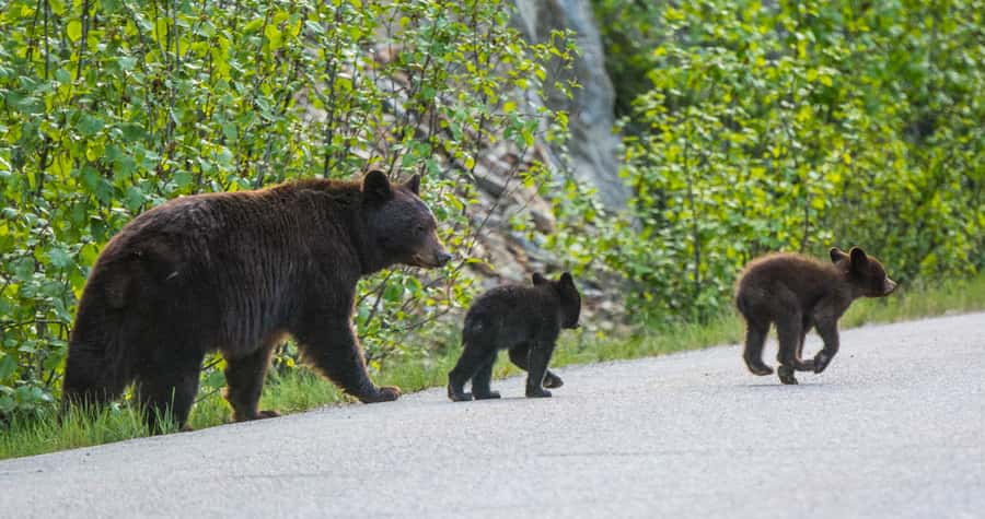 Jasper: Wildlife and Sightseeing Tour with Lakeshore Hike - Wildlife spotting from the minibus route: what you should aim for