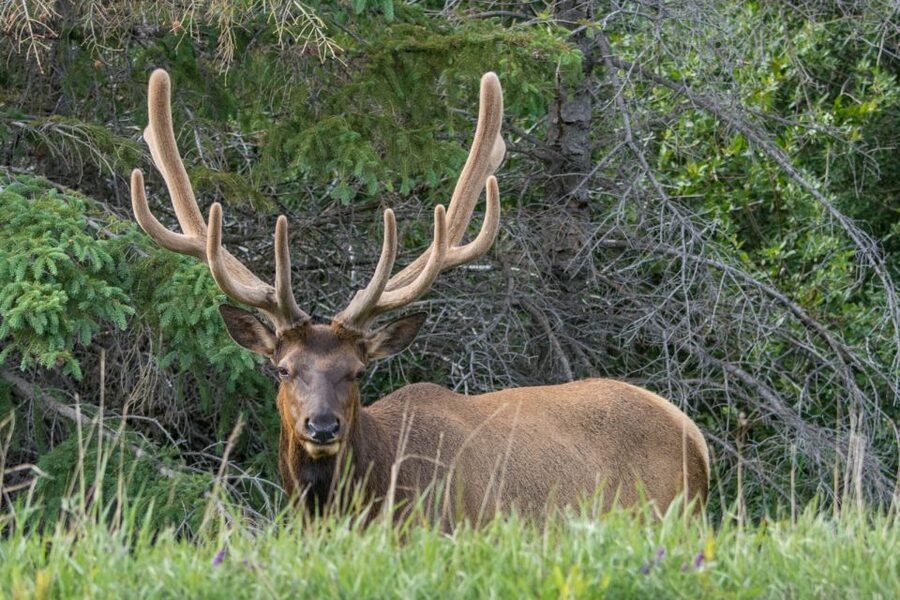 Jasper: Wildlife and Sightseeing Tour with Lakeshore Hike - What to bring and how to dress for mountain weather swings