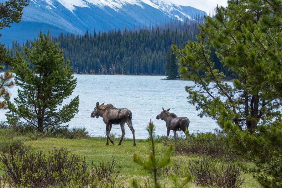 Jasper: Wildlife and Sightseeing Tour with Lakeshore Hike - Pickup timing, the 6-hour rhythm, and how the day is paced