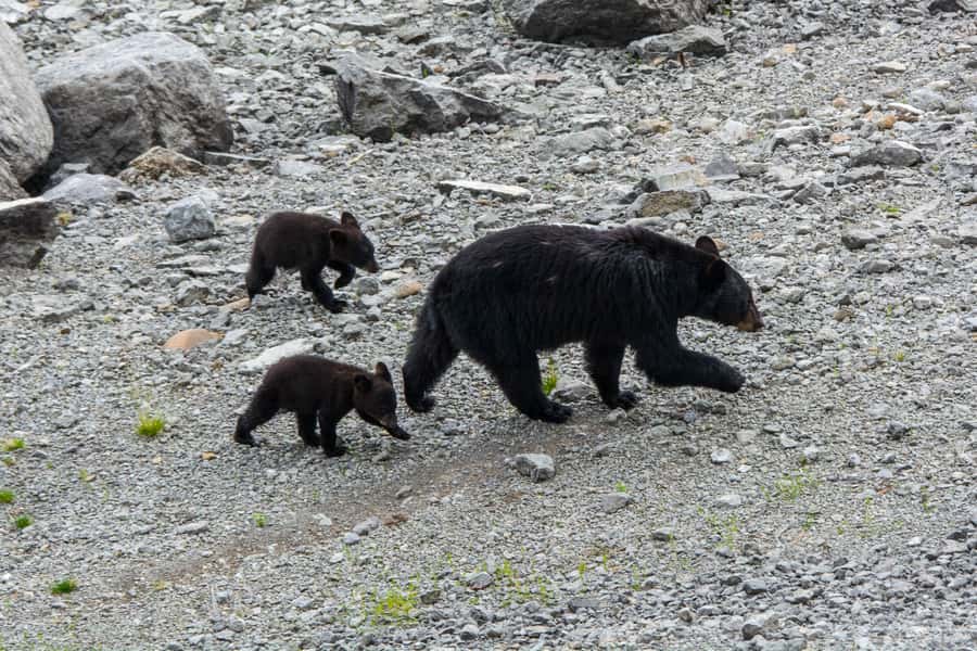 Jasper: Wildlife and Sightseeing Tour with Maligne Cruise - Who should book this Jasper wildlife and Maligne cruise tour?