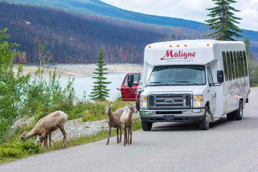 Jasper: Wildlife and Sightseeing Tour with Maligne Cruise - Wildlife and Spirit Island in one well-run 6-hour day