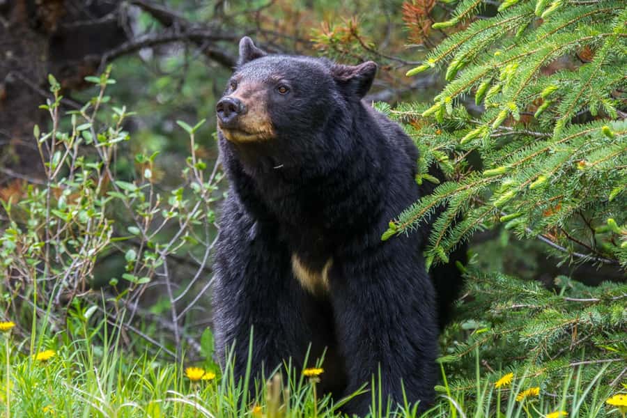Jasper: Wildlife and Sightseeing Tour with Maligne Cruise - Medicine Lake: a short stroll with big cliff views
