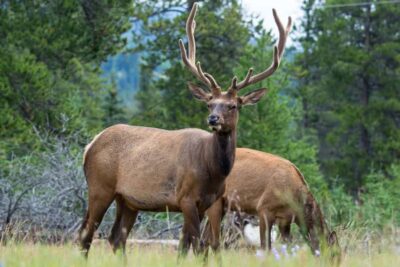 Wildlife and Sightseeing Tour with Maligne Cruise