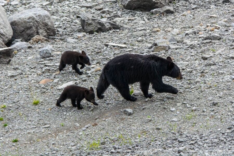 Jasper: Wildlife and Sightseeing Tour with Maligne Cruise - When Maligne Canyon waterfalls are closed, you still get the story