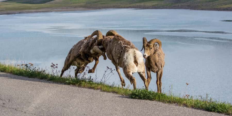 Jasper: Wildlife and Sightseeing Tour with Maligne Cruise - Price and value: what $171 buys you