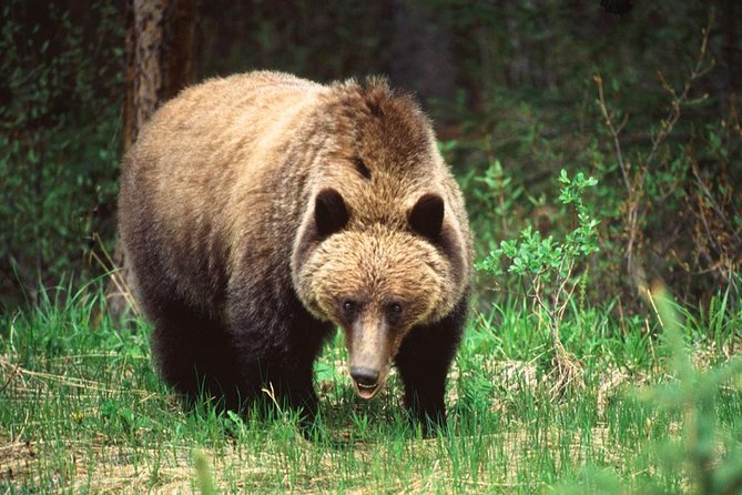 Jasper Wildlife & Sightseeing Tour with Maligne Lake Cruise - Medicine Lake shoreline walk and why limestone cliffs matter
