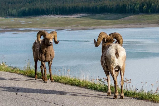 Jasper Wildlife & Sightseeing Tour with Maligne Lake Cruise - Wildlife spotting: great chance, not a promise