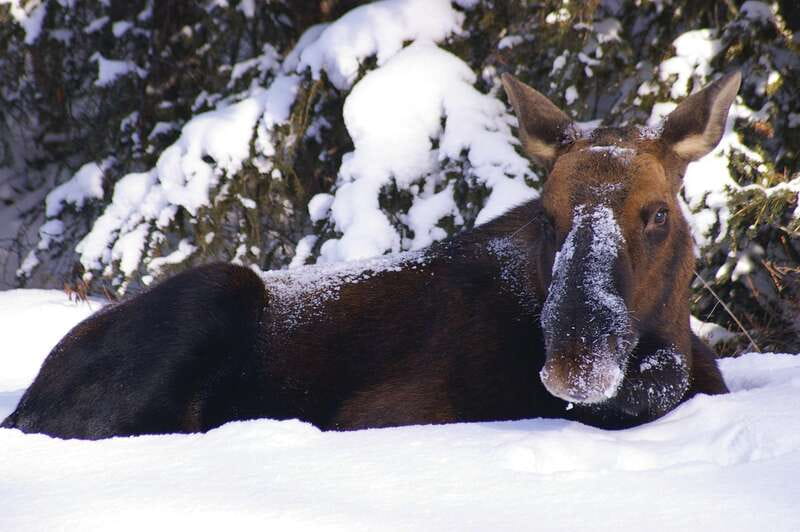 Jasper: Winter Wildlife Bus Tour in Jasper National Park - Key Things You’ll Really Care About