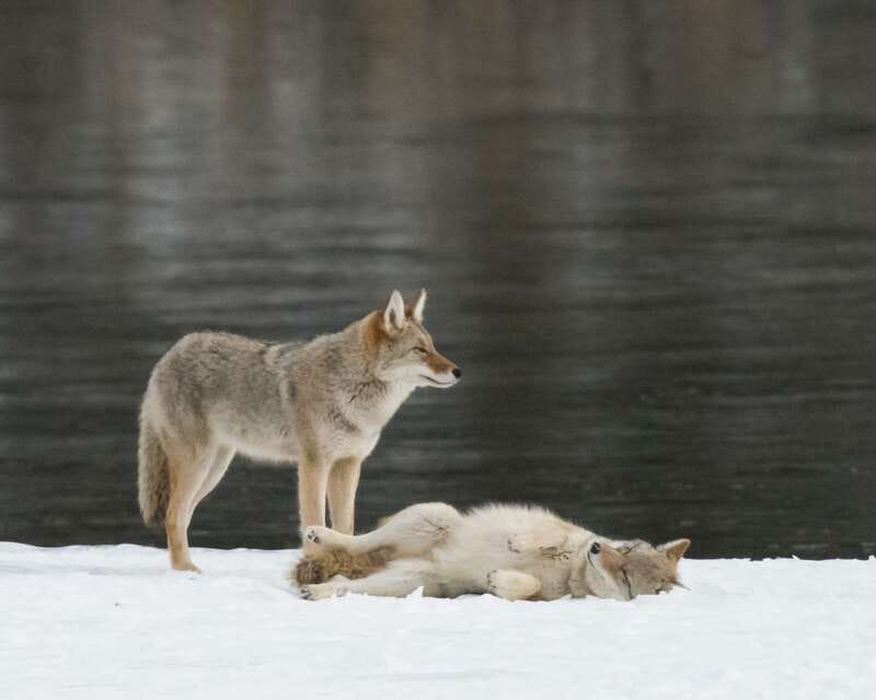 Jasper: Winter Wildlife Bus Tour in Jasper National Park - Winter Roads, Wildlife Spotting, and Why This Tour Works