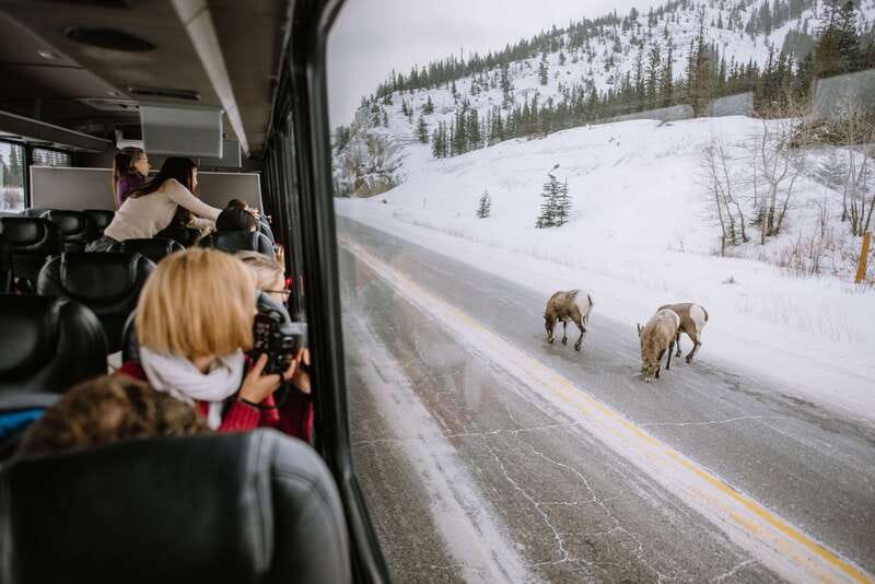 Jasper: Winter Wildlife Bus Tour in Jasper National Park - Jasper National Park: The Part Built Around Sightings