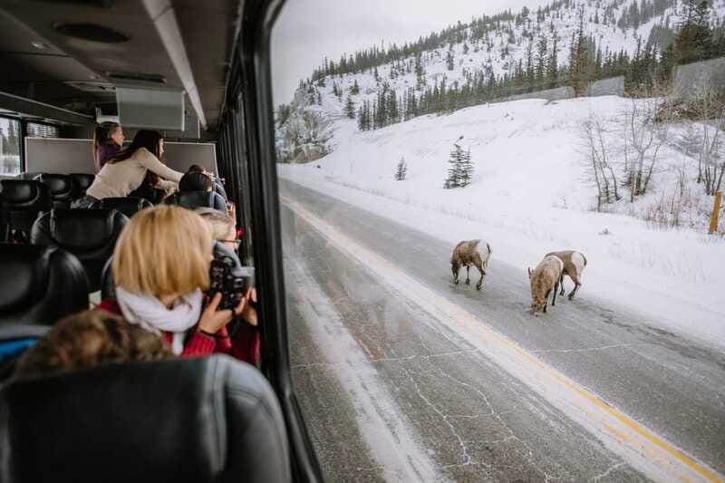 Jasper: Winter Wildlife Bus Tour in Jasper National Park - Athabasca Valley Photo Stops: Make Your Camera Do Less Guesswork