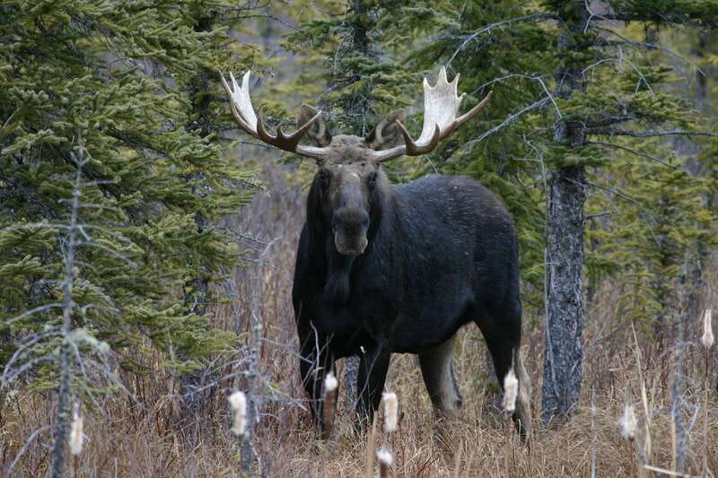 Jasper: Winter Wildlife Bus Tour in Jasper National Park - What the Guide Actually Adds: Spotting Skill Plus Storytelling