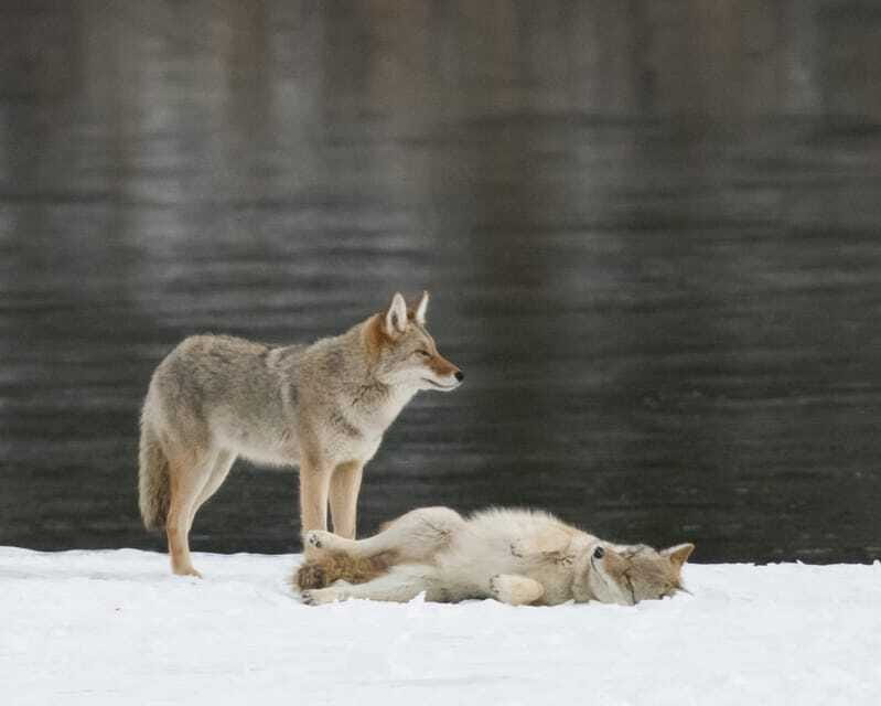 Jasper: Winter Wildlife Bus Tour in Jasper National Park - Wildlife Sightings: What to Expect, What to Accept
