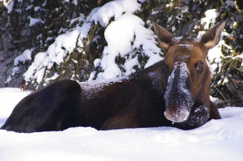Jasper: Winter Wildlife Bus Tour in Jasper National Park - Price and Value: Why $62 Feels Fair Here