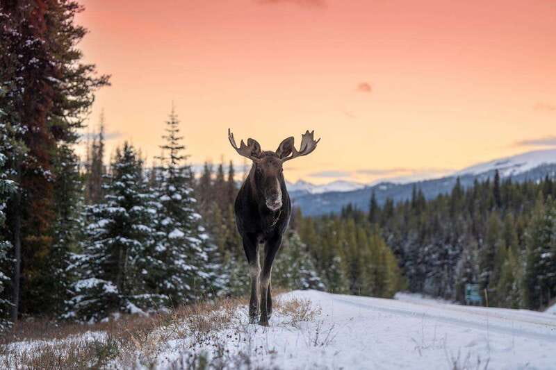 Jasper: Winter Wildlife Bus Tour in Jasper National Park - Who This Tour Fits Best (And Who Might Prefer Another Style)