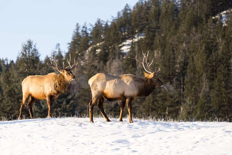 Jasper: Winter Wildlife Bus Tour in Jasper National Park - The Jasper Pickup to Coach Time: Easy Start, Real Planning