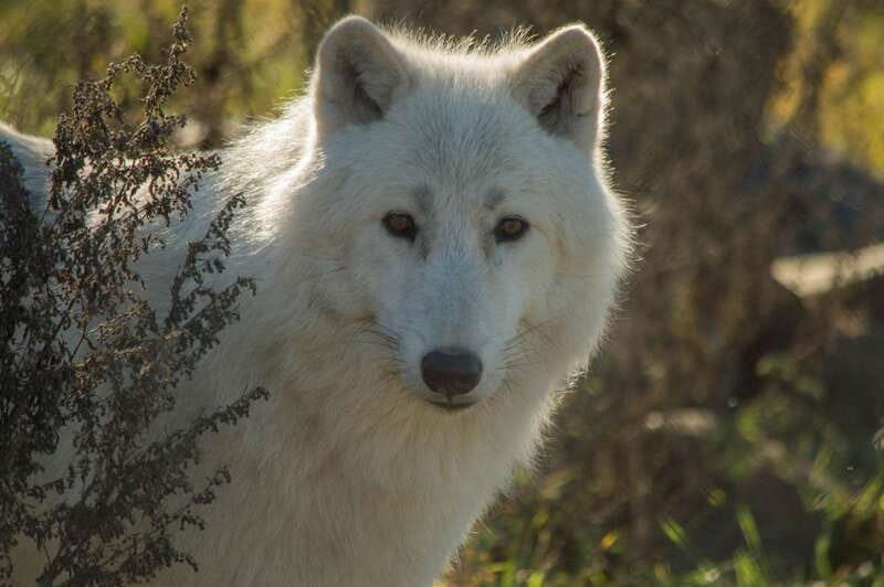 Kamloops: BC Wildlife Park Entry Ticket - Key Highlights Worth Your Day