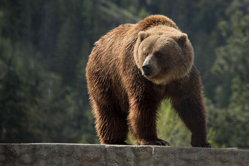 Kamloops: BC Wildlife Park Entry Ticket - BC Wildlife Park in Kamloops: What Makes It Worth Your Time