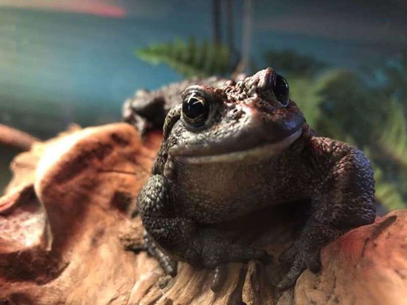 Kamloops: BC Wildlife Park Entry Ticket - Reptile Exhibit and Eco Gallery: The Best Slower Stop