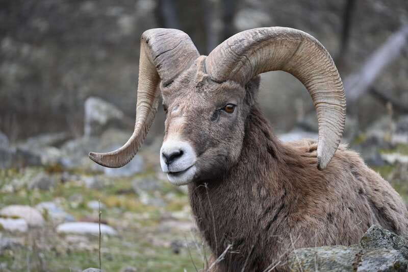 Kamloops: BC Wildlife Park Entry Ticket - Price and Value: Is $14 a Good Deal?