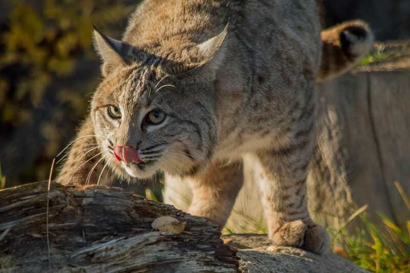 Kamloops: BC Wildlife Park Entry Ticket - Should You Book the BC Wildlife Park Entry Ticket?