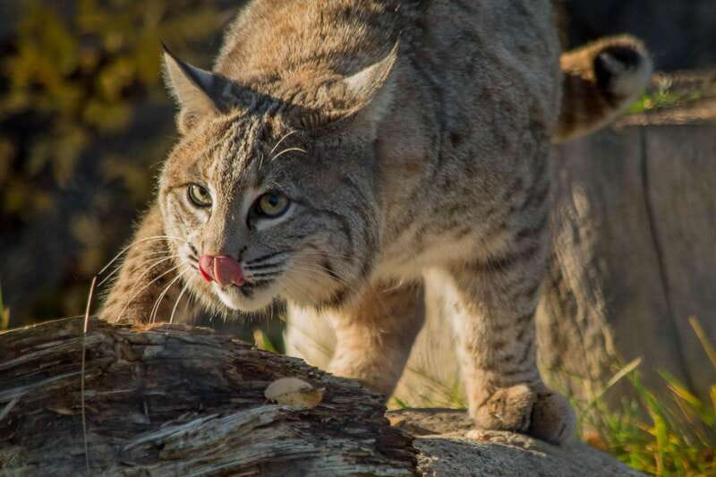 Kamloops: BC Wildlife Park Entry Ticket - Your 1-Day Plan: Discovery Centre First, Then Enclosures