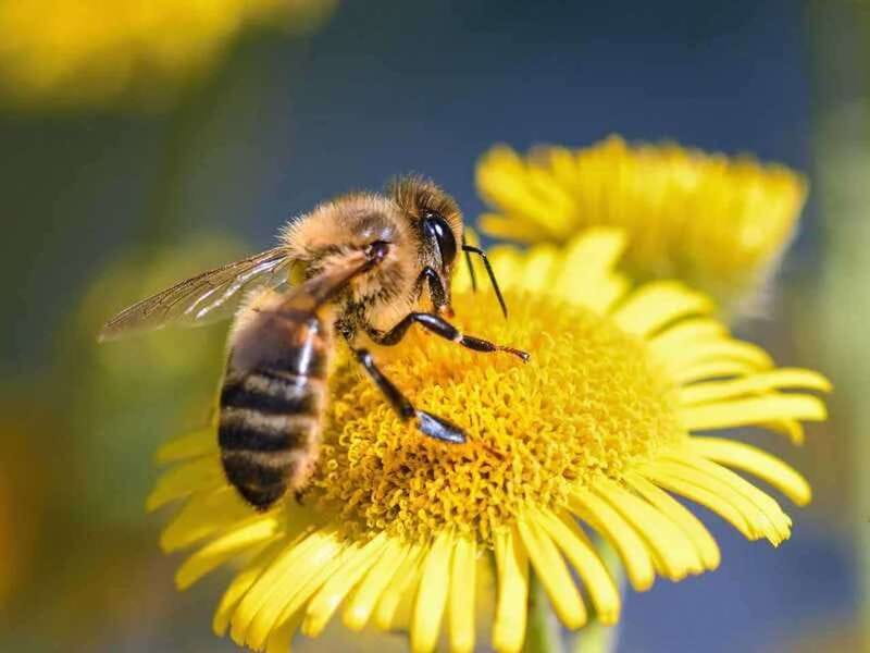 Kelowna: E-Bike Bee Tour w/ Tastings, Lunch, and Audioguide - The Kelowna to Meadow Vista e-bike ride: 1 hour each way