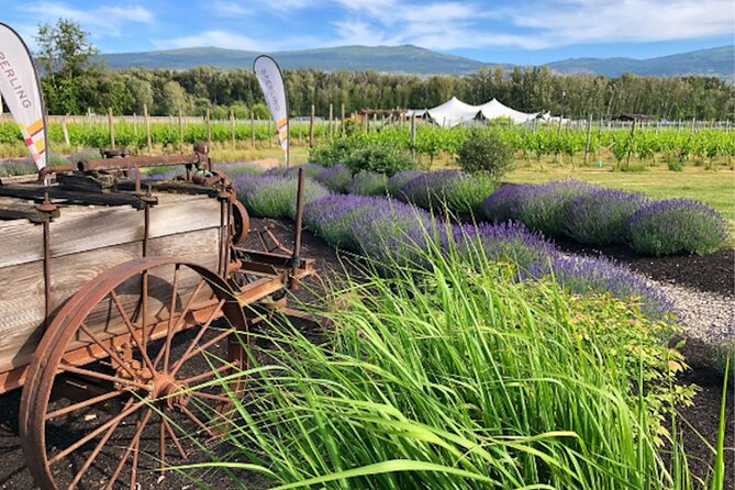 Kelowna Guided E-Bike Wine Tour with Tastings and Okanagan Lunch - Stop 1, Sperling Vineyards, organic wines from old vines on Kelowna’s east benches