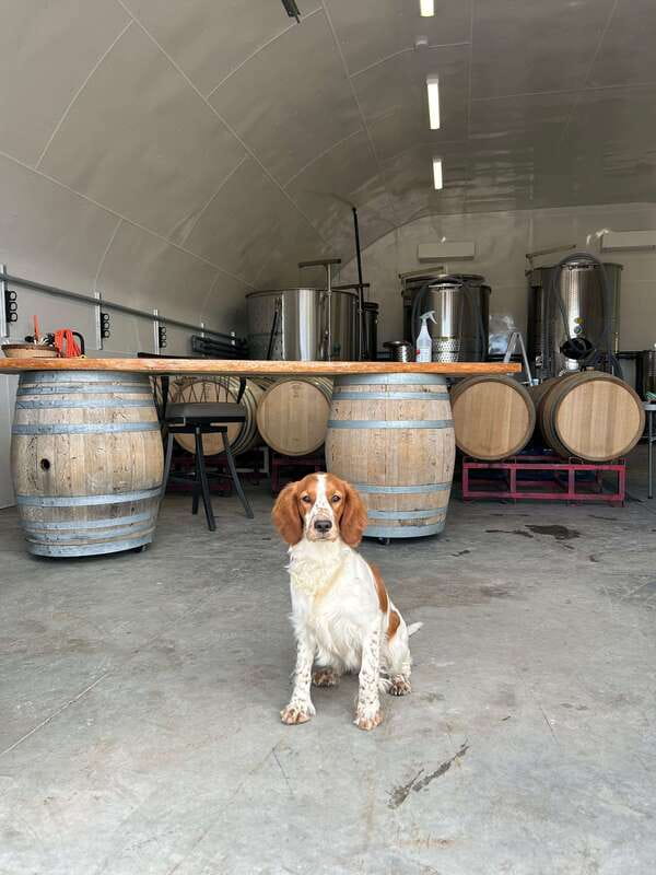 Kelowna: Wine Tasting by E-bike, Smartphone Guide & Lunch - SpearHead Winery: A Second Pour, Different Personality