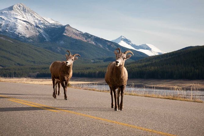 Lake Louise Moraine Lake Icefield Parkway Full Day Private Tour - Banff to Icefields Parkway in one private day, what you really get