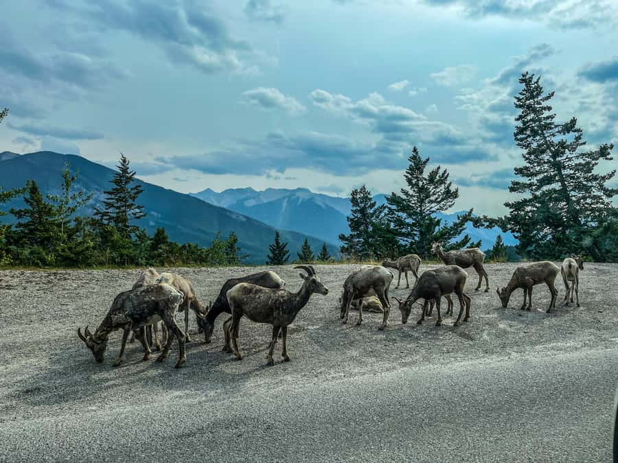 Louise,Moraine/Johnston Canyon,Emerald Lake, Banff/Gondola - Banff Gondola option, when to pay extra for height