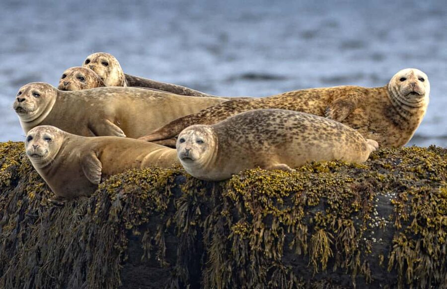 Lunenburg: Zodiac Wildlife Tour with Naturalist Guide - From the Expedition Nova Scotia Wharf, Right Near Lunenburg