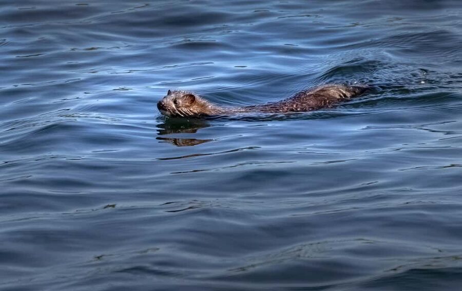 Lunenburg: Zodiac Wildlife Tour with Naturalist Guide - Naturalist Lessons on Ecosystem and Geology With Jason and Deb