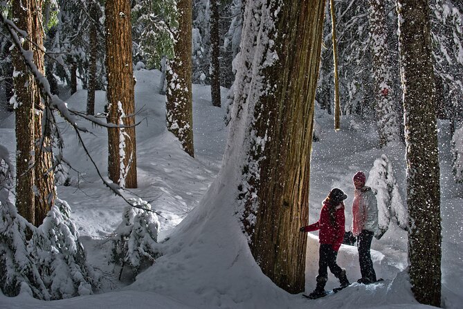 Medicine Trail Snowshoe Tour - What you will see: winter forest details that stick