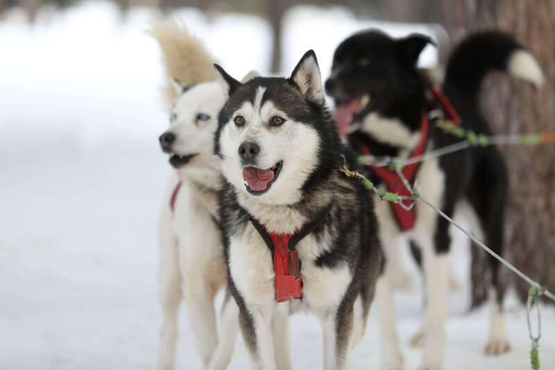Mont-Tremblant: Guided Dogsledding Tour with Hot Chocolate - Who This Mont-Tremblant Dogsledding Tour Fits Best