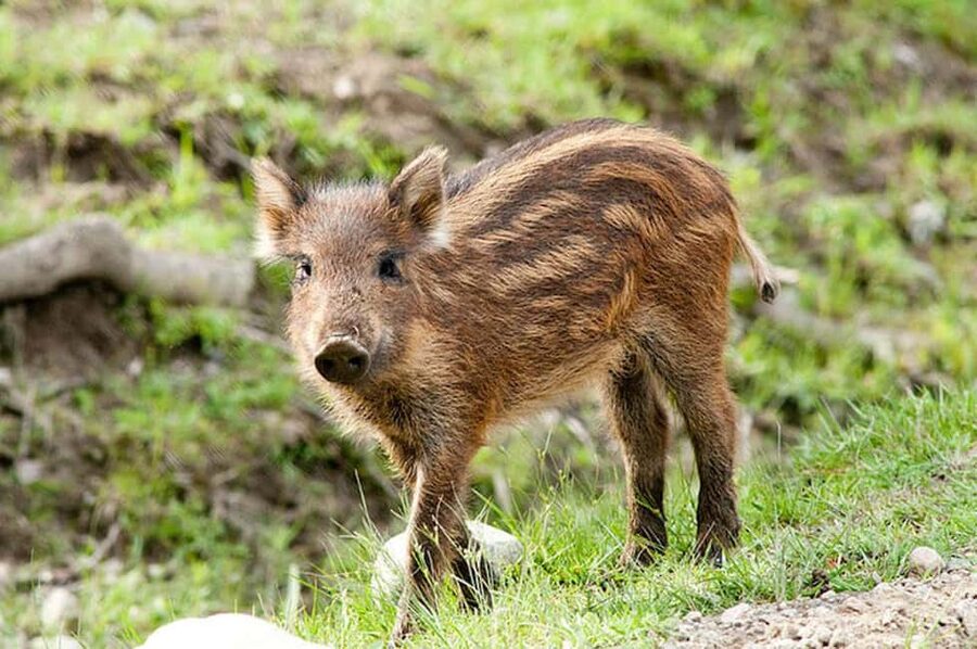 Montebello, QC: General Admission to Parc Omega - Parc Oméga, Montebello: what you’re really buying with general admission