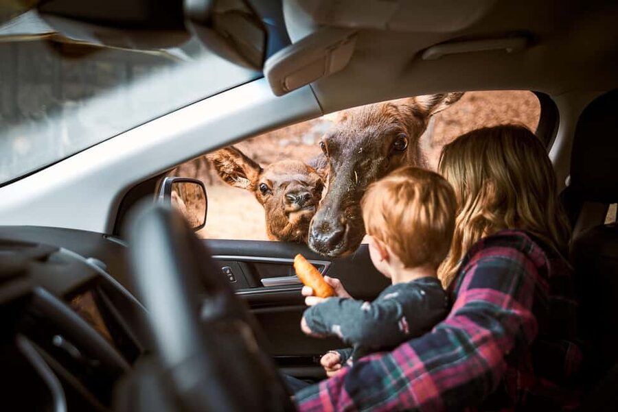 Montebello, QC: General Admission to Parc Omega - Deer feeding with carrots only: the moment kids remember, and the rule that keeps it safe