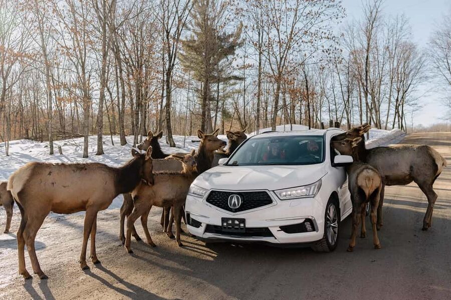 Montebello, QC: General Admission to Parc Omega - Beyond the safari: First Nations Trail plus trading post, old farm, and sugar shack