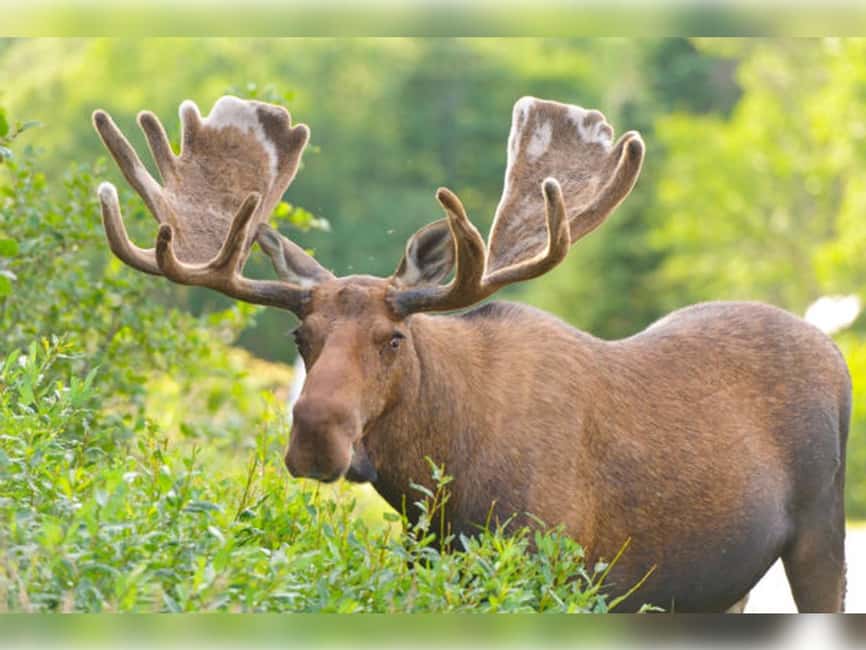 Montebello, QC: General Admission to Parc Omega - Price and value: why $43 can feel like a good deal