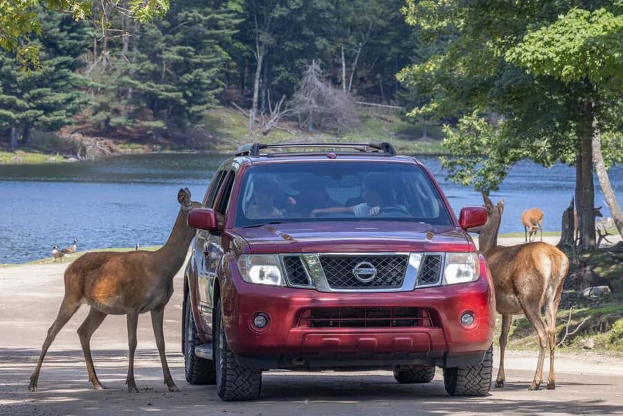 Montebello, QC: General Admission to Parc Omega - Should you book Parc Oméga general admission?
