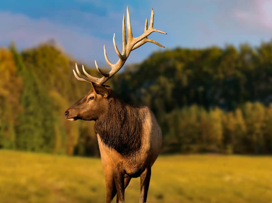 Montebello, QC: General Admission to Parc Omega - The 12 km safari trail: how to get the most from car-based wildlife viewing