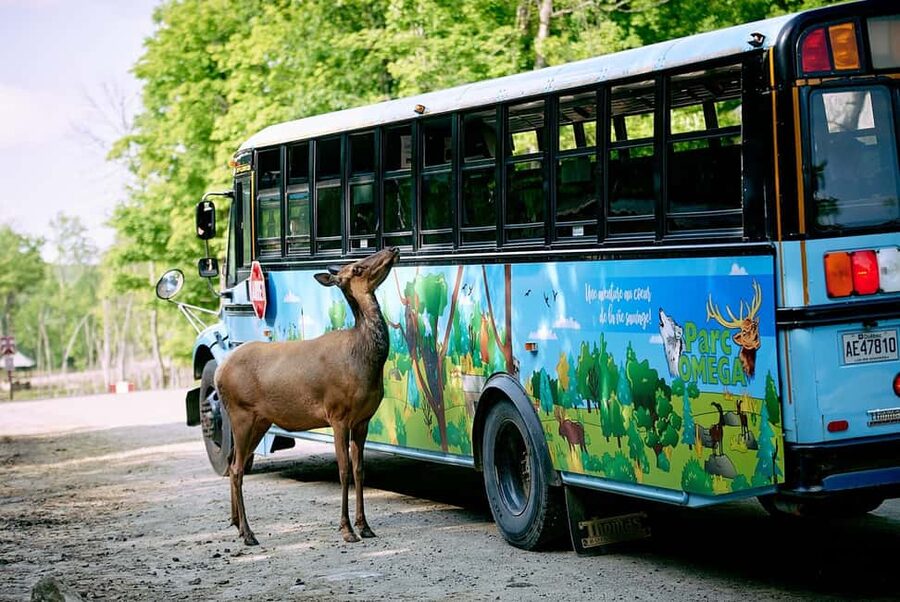 Montebello, QC: Morning VIP Tour at Parc Oméga - Feeding stops up close: what the naturalist guide makes possible