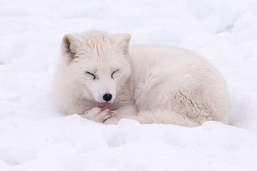 Montebello, QC: Morning VIP Tour at Parc Oméga - Price and value at $77 per person