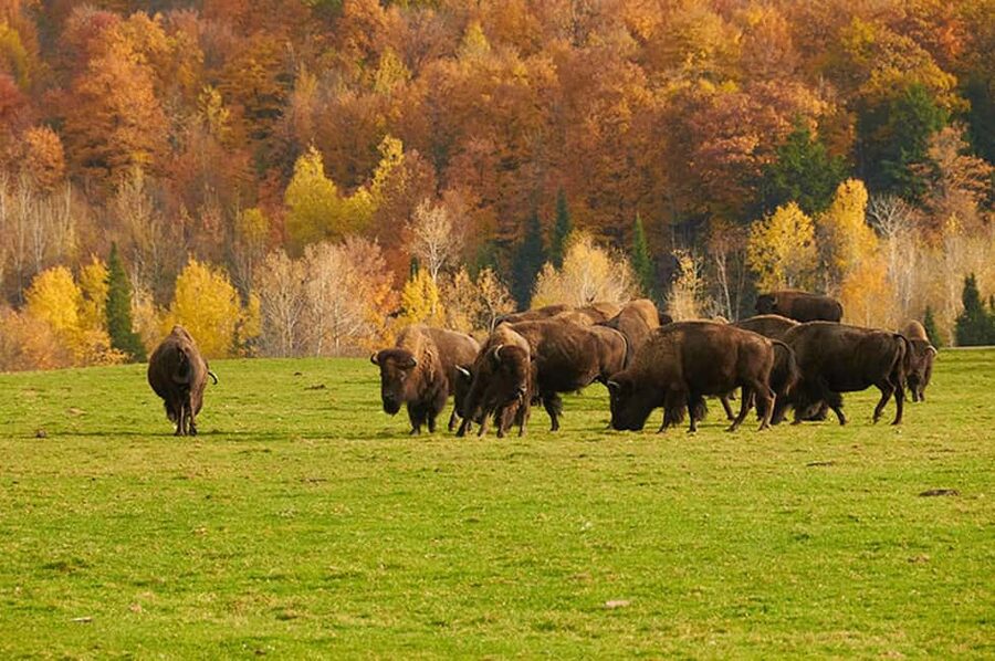 Montebello, QC: Morning VIP Tour at Parc Oméga - Who should book this VIP morning tour, and who might not love it