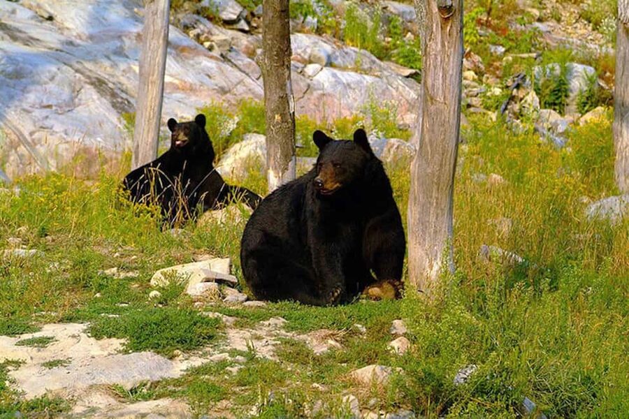 Montebello, QC: Morning VIP Tour at Parc Oméga - Should you book the Morning VIP Tour at Parc Oméga?