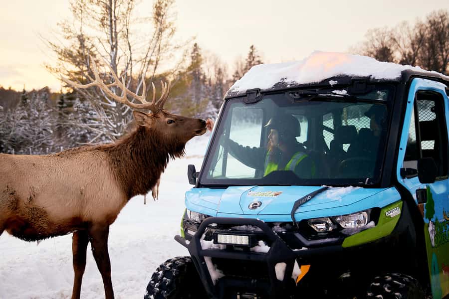 Montebello, QC: Parc Omega Guided Animal Feeding in an All-Terrain Vehicle - Key things to know before you go