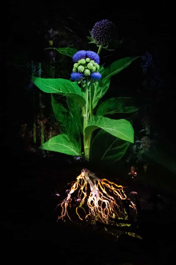 Montebello, QC: Parc Omega ONIRO Immersive Experience at Night - Should You Book the Oniro Night Trail at Parc Oméga?