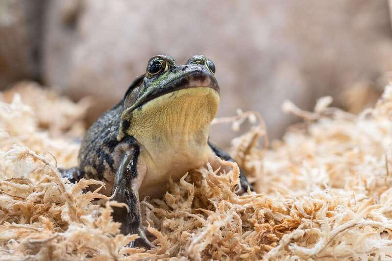 Montreal: Ecomuseum Zoo Entry Ticket - The animal stories that turn sightings into learning