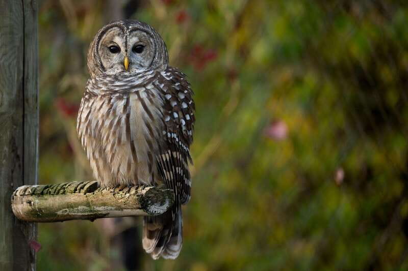 Montreal: Ecomuseum Zoo Entry Ticket - Your 1-day plan: how to see everything in about 1.5 hours