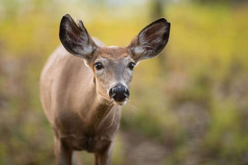 Montreal: Ecomuseum Zoo Entry Ticket - Natural habitats and animal welfare: the good and the careful notes